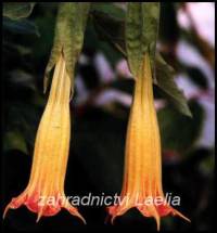Datura žlutočervená