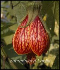 Abutilon oranžový žíhaný