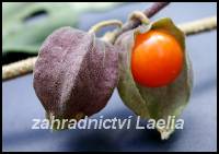 Mochyně - Physalis pruinosa - Ground Cherry