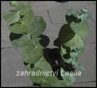 Eukalyptus - Eucalyptus silverdollar