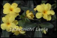 Jasmín žlutý - Jasminum mesnyi