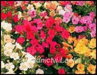 Nocenka - Mirabilis jalapa