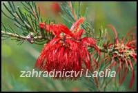 Calothamnus guadrifidus