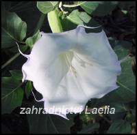 semena Datura stramonium