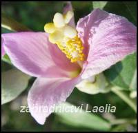 semena Lagunaria patersonii