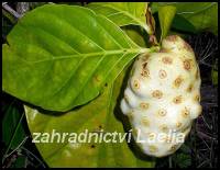 Morinda citrifolia - Noni