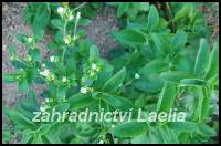 Stevia rebaudiana - sladká tráva