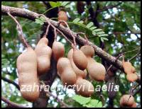 Tamaryšek - Tamarindus indica
