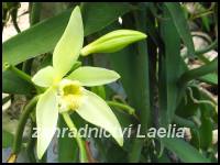 Vanilla planifolia - vanilka pravá