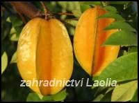 Karambola - Averrhoa carambola