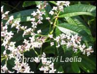 Citronová tráva - Lippia citriodora