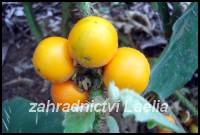 Narančila - Solanum quitoense