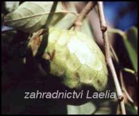 Annona - Annona cherimolia