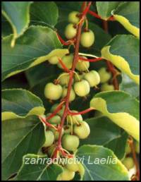 Minikiwi - Actinidia arguta