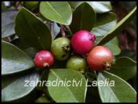 Psidium cattleianum
