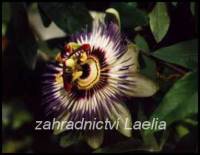 Mučenka - Passiflora coerulea