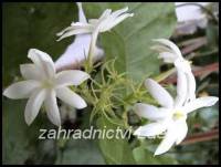 Jasmín obecný - Jasminum officinale