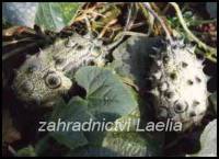 semena Kiwano