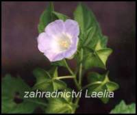 Nicandra physaloides