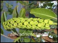 semena Phytolacca dioica