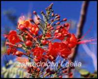 semena Caesalpinia pulcherima