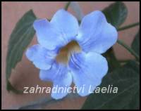 Thunbergia grandiflora